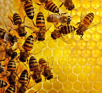 Prodotti delle api contro l'infiammazione della prostata